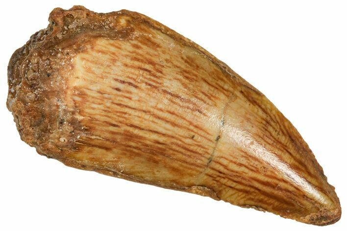 Raptor Tooth - Real Dinosaur Tooth #371429
